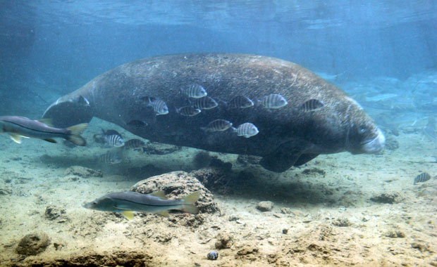 Manatee a Homosassa Springs