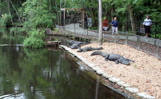 Manatee a Homosassa Springs