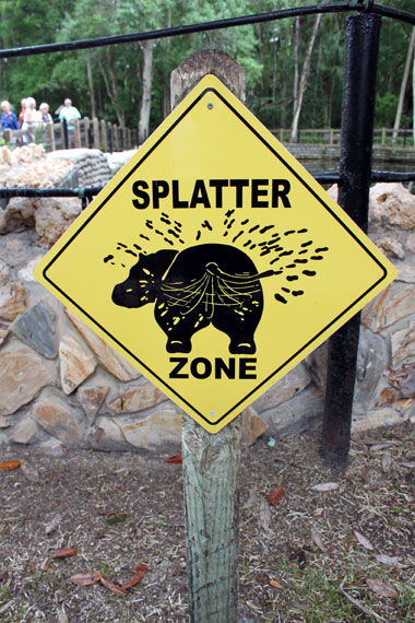 Manatee a Homosassa Springs Manatee a Homosassa Springs