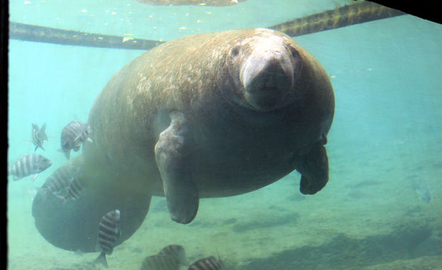 Manatee a Homosassa Springs