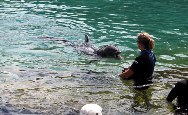 Discovery Cove Orlando